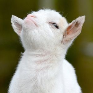 Meet your Posher, Angi